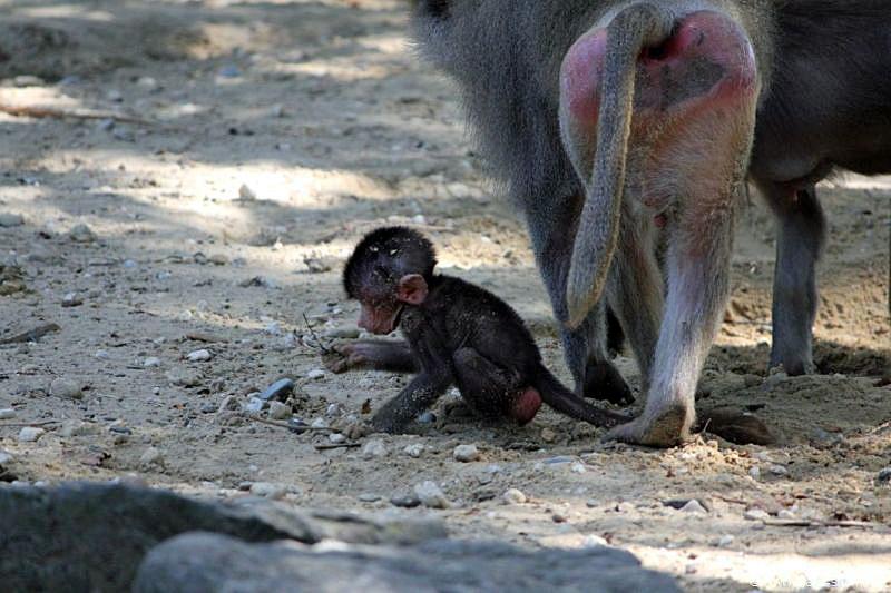 2010-08-24 (639) Aanranding en mishandeling gebeurd ook in de apenwereld.jpg